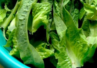 萵苣葉是油麥菜嗎？萵苣葉是不是油麥菜