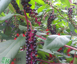 商陸可以吃嗎？商陸能不能吃？