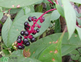 商陸可以吃嗎？商陸能不能吃？