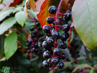 商陸可以吃嗎？商陸能不能吃？