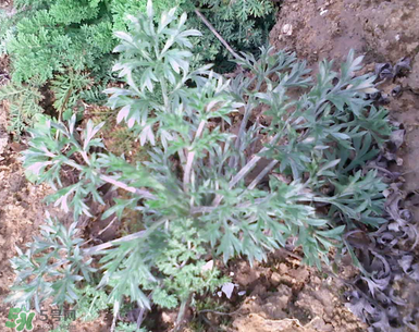 白蒿的食用禁忌 白蒿有什么食用禁忌？