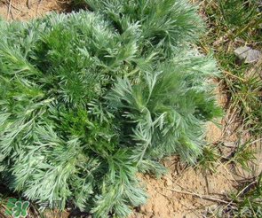 白蒿的食用禁忌 白蒿有什么食用禁忌？