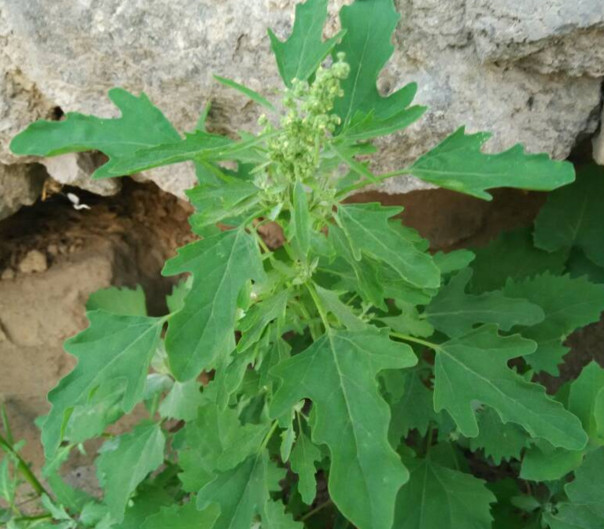 灰菜能生吃嗎？灰菜怎么做好吃