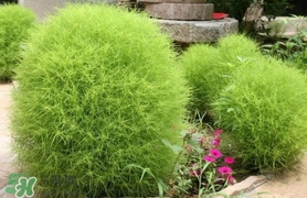 掃帚菜怎么吃？掃帚菜做法