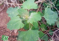 灰灰菜是什么樣子？灰灰菜圖片