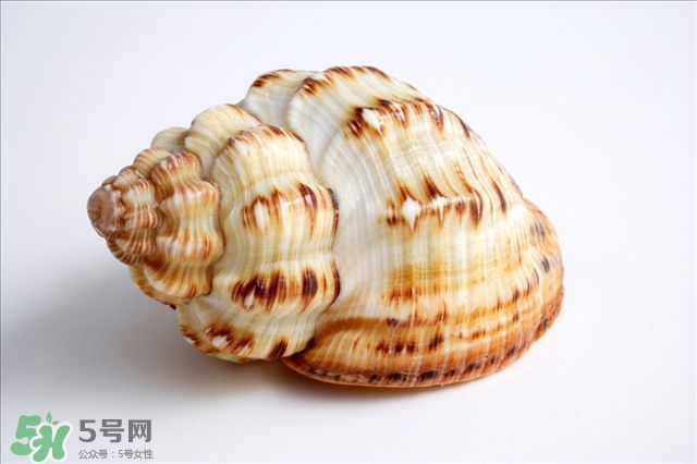 海螺的尾部能吃嗎？海螺的尾巴可以吃嗎