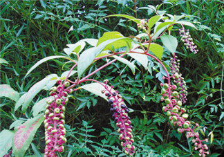 商陸可以吃嗎？商陸能不能吃？