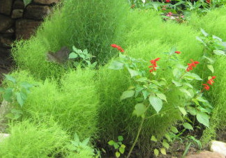 掃帚菜有什么功效？掃帚菜的功效與作用