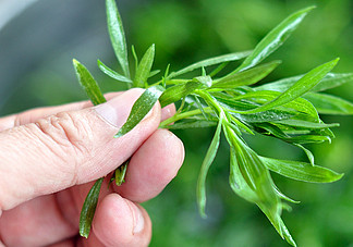 掃帚菜孕婦能吃嗎？孕婦可以吃掃帚菜嗎