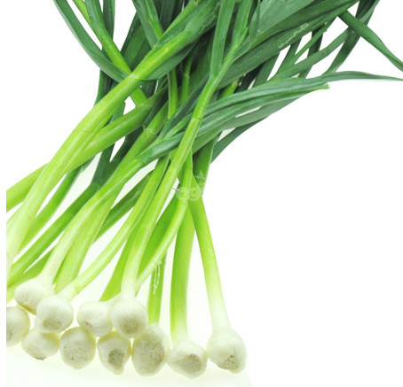 怎么種蒜苗？在家怎么種蒜苗