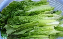 萵苣葉是什么？生菜是不是萵苣葉子