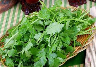 四月份可以種香菜嗎？四月份還能種香萊嗎？