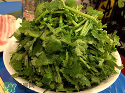 四月份可以種香菜嗎？四月份還能種香萊嗎？