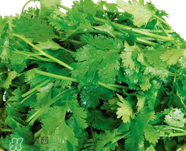 四月份可以種香菜嗎？四月份還能種香萊嗎？