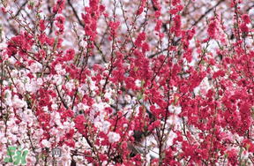 桃花醉酒好喝嗎？喝桃花醉酒有什么好處？