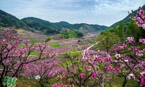 桃花醉酒好喝嗎？喝桃花醉酒有什么好處？