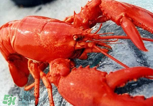 龍蝦怎么保存不會死？龍蝦怎么保存才新鮮？