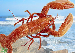 龍蝦怎么保存不會死？龍蝦怎么保存才新鮮？