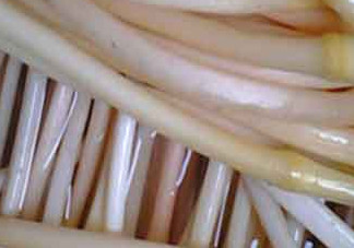 藕帶什么時(shí)候有？藕帶什么時(shí)候上市