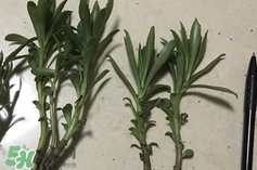 救心菜是什么菜?救心菜是什么樣的? 救心菜是什么菜?救心菜是什么樣的?