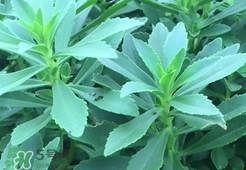 救心菜是什么菜?救心菜是什么樣的? 救心菜是什么菜?救心菜是什么樣的?