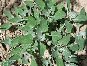 灰灰菜能吃嗎？灰灰菜怎么做菜才好吃