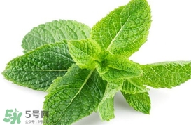 薄荷葉能生吃嗎？薄荷葉可以生吃嗎