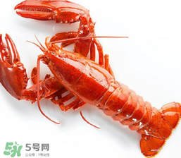 龍蝦怎么養(yǎng)不會(huì)死？大龍蝦怎么養(yǎng)不會(huì)死？