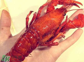 龍蝦怎么養(yǎng)不會(huì)死？大龍蝦怎么養(yǎng)不會(huì)死？