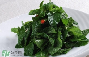 薄荷葉在哪兒買？新鮮的薄荷葉哪里買