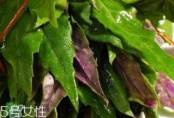 紅背菜是發(fā)物嗎?紅背菜孕婦可以吃嗎? 紅背菜是發(fā)物嗎?紅背菜孕婦可以吃嗎?