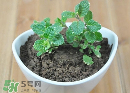 薄荷怎么養(yǎng)？薄荷怎么養(yǎng)才能爆盆