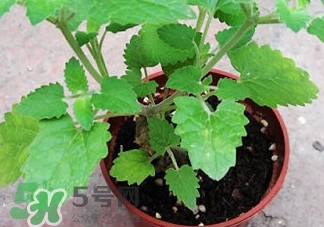 薄荷能放臥室嗎？薄荷能不能放臥室