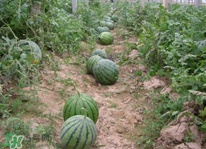 西瓜什么時候播種？2017西瓜什么時候播種？