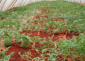 西瓜什么時候播種？2017西瓜什么時候播種？