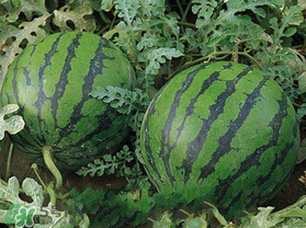 西瓜什么時候播種？2017西瓜什么時候播種？