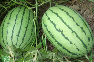 西瓜什么時(shí)候上市？西瓜什幾月份上市？