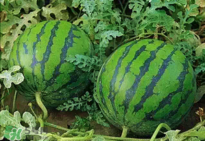 西瓜什么時(shí)候上市？西瓜什幾月份上市？