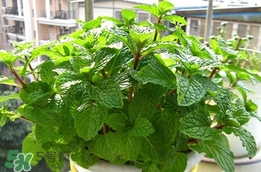 薄荷怎么養(yǎng)？薄荷怎么養(yǎng)才能爆盆