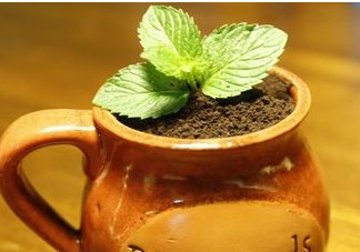 薄荷葉怎么吃？薄荷葉的吃法