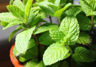 薄荷能放臥室嗎？薄荷能不能放臥室