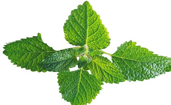 薄荷葉怎么吃？薄荷葉的吃法