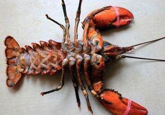 龍蝦怎么保存不會死？龍蝦怎么保存才新鮮？