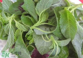 野莧菜能吃嗎？野莧菜圖片