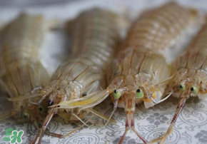 皮皮蝦死了還能吃嗎？皮皮蝦死了多久還能吃？