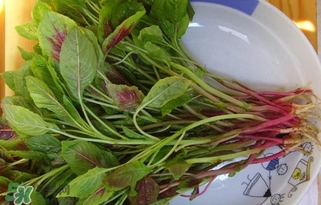 莧菜怎么洗？莧菜怎么擇