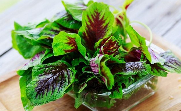 莧菜要焯水嗎？莧菜需要焯水嗎