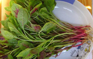 汗菜不能和什么一起吃？汗菜不能同什么一起吃