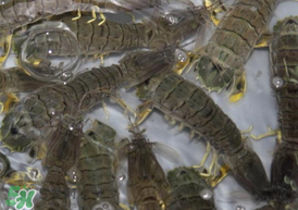 皮皮蝦可以放冰箱嗎？皮皮蝦能放冰箱保存嗎？