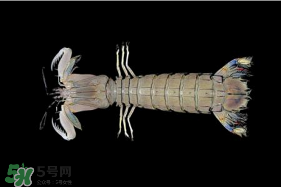 皮皮蝦有黃嗎？皮皮蝦什么時(shí)候有黃？